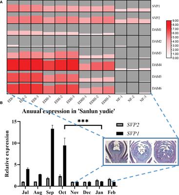 The collaborative mode by PmSVPs and PmDAMs reveals neofunctionalization in the switch of the flower bud development and dormancy for Prunus mume